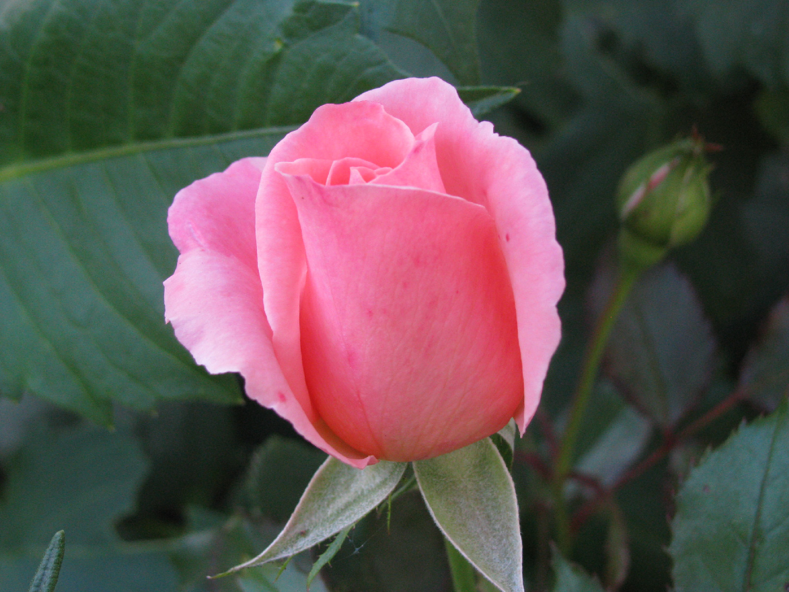 Bill Warriner Rose