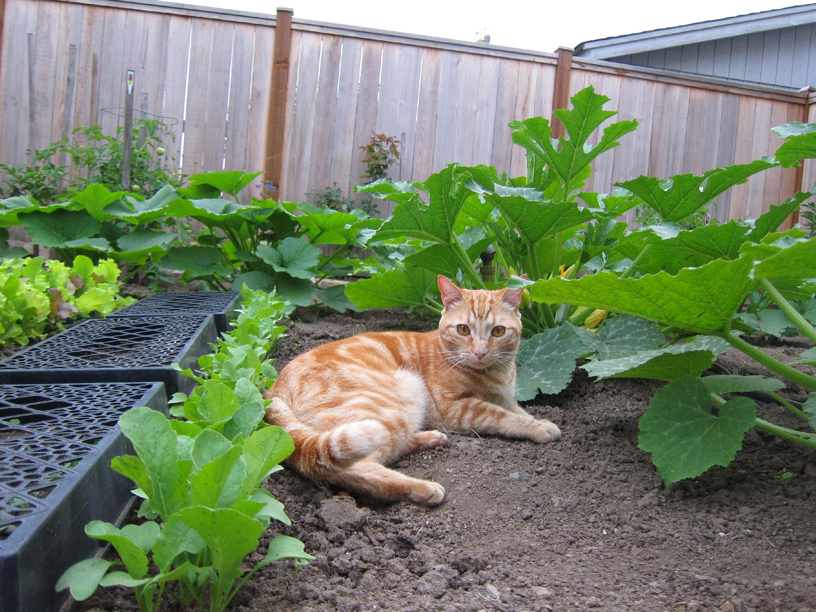 gardening