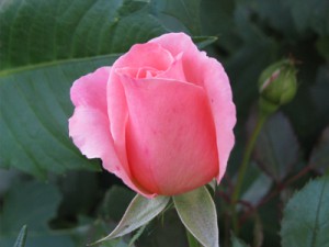 rose photography