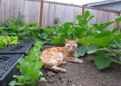 Vegetable Garden