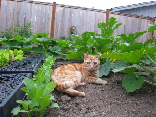 Vegetable Garden